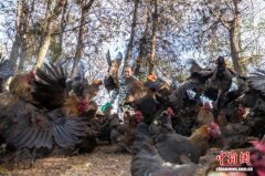 江西崇仁：凝聚统战“新”